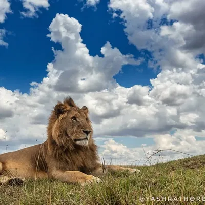 The Lion King surveying his kingdom in the Masai Mara. Using a low angle and a wide lens allows us to place this magnificent male against a dramatic sky, emphasizing his power and the vastness of his territory.