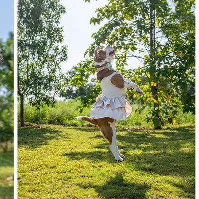 A beagle in a dress strikes a graceful ballerina-like pose mid-jump in a sunlit park. This shot shows that even the most energetic dogs can create beautiful, artistic photos.