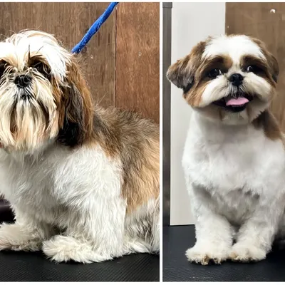 A classic before-and-after that shows the power of a professional groom. This Shih Tzu went from having an overgrown, messy coat to a clean, stylish, and comfortable look.