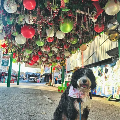 Merry Christmas from our pack to yours. This well-behaved pup is enjoying the holiday lights.