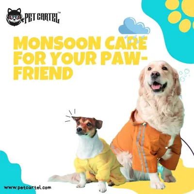 The monsoon season requires extra care for our pets. This guide offers practical advice to keep your paw-friend safe and comfortable during the rains.