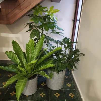 This is a perfect example of activating a dead space. The area under the stairs now features a lush Bird's Nest Fern and a Philodendron, bringing natural texture and interest to the home's entryway.