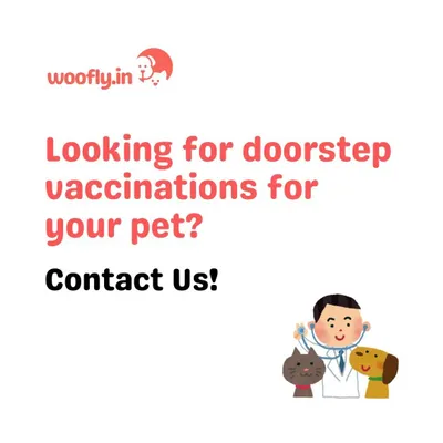 Let me bring the vet clinic to you. I offer doorstep vaccinations for your pets, ensuring they get the essential care they need in the comfort and safety of their own home. Contact me to schedule a visit.