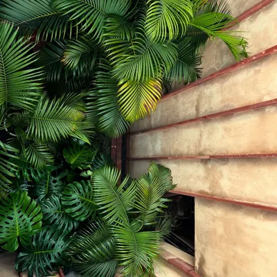 This lush green corner is the heart of our studio. The dense foliage climbing the walls creates a tropical feel, bringing the vibrancy of the outdoors right into our workspace and reminding us of the power of integrating nature into architecture.
