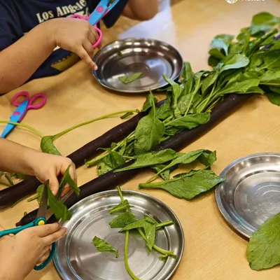 Using child-safe scissors to snip spinach leaves is a practical life activity that builds serious skills. This simple, focused task strengthens hand muscles, refines hand-eye coordination, and fosters a sense of independence and concentration.