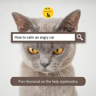 An unhappy cat can signal stress, fear, or a medical issue. As a professional behavior consultant, I can help you figure out the root cause and develop a plan to get your purring friend back to their happy self.