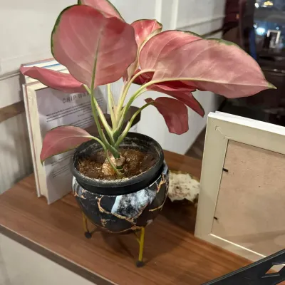 A touch of color can elevate an executive desk. This Pink Aglaonema, housed in a stylish modern pot, adds a sophisticated and personal element to a leadership cabin.