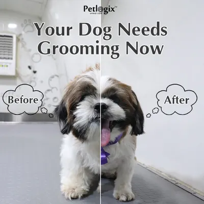 A split view showing the immediate impact of our grooming. We take your pet from shaggy to chic, revealing a happy and healthy friend beneath the overgrown fur.