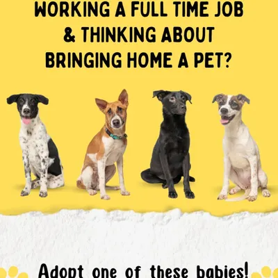 Thinking about bringing a pet home but work a full-time job? We often recommend adopting an older pup, as they are calmer and more independent than very young puppies, making the transition easier for everyone.