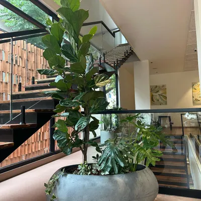 My large 'Luna' planter in a chic grey finish, perfectly anchoring a modern interior with its smooth, clean form.