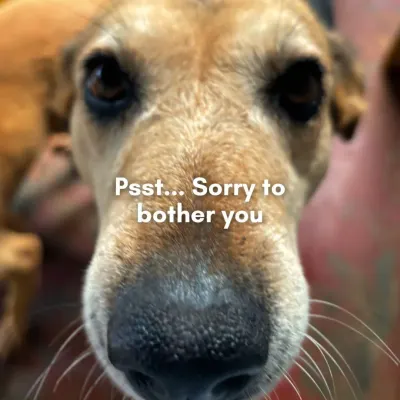 "Psst... Sorry to bother you." This is Lakhan, a gentle senior citizen at our Geriatric Centre. He's a good boy who just wants some nice pets and a sponsor to support his retirement.