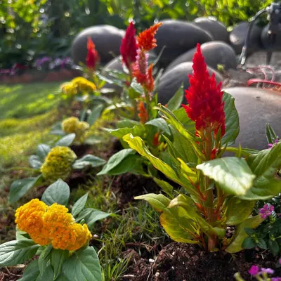 Nature celebrating India's Independence Day. This photo captures a beautiful arrangement of red and yellow Celosia flowers, whose colors evoke the spirit of the Indian tricolor blooming in the garden.