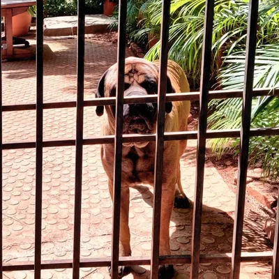 This is our gentle giant, Rock. He's a massive English Mastiff with an even bigger heart, and he gets so excited when we deliver his food. He gives the best hugs.