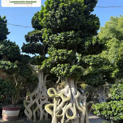 This is a magnificent Ficus bonsai with intricate, snake-like aerial roots. It's a living sculpture, perfect as a centerpiece for a large garden, hotel lobby, or corporate entrance.