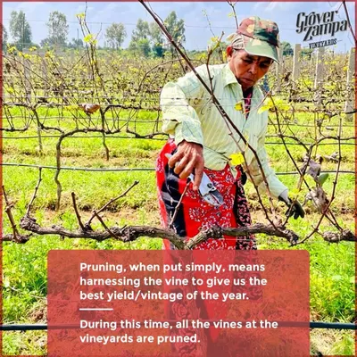 Pruning is a critical vineyard activity that harnesses the vine's energy to give us the best possible yield and quality for the year. Here, a skilled member of our team carefully prunes the vines.