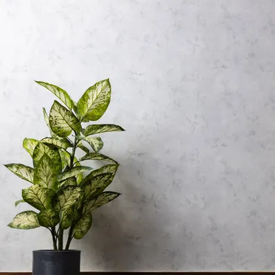 A minimal shot of a dieffenbachia plant against our textured grey wall, demonstrating a simple yet elegant backdrop option available in the studio.
