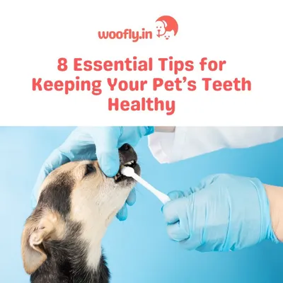 Keeping your pet's teeth healthy is one of the most important things you can do for them. I offer at-home dental check-ups and cleanings to prevent future problems and keep their smile bright.