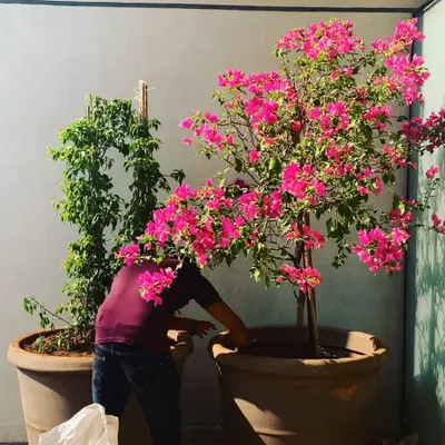 The adventure begins. Here we are setting up a large, flowering bougainvillea tree in a massive pot for a client's terrace, instantly adding vibrant color and a mature feel to the space.