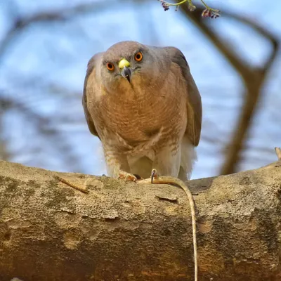 A Shikra with its kill, a garden lizard. This raptor is a common but fierce hunter, and this image captures the raw reality of the food chain with an intense, direct stare.