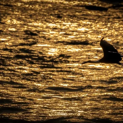 A lone bird glides over the golden waters of the Ramganga river in Jim Corbett at sunset. This image speaks to me of the journey home, a universal feeling that connects us all.