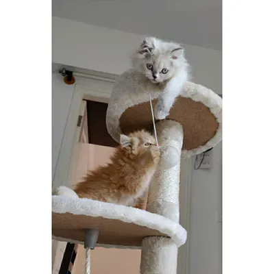 It's king of the castle on our cat tree! A white kitten and a ginger kitten are having a playful tug-of-war. Cat trees are a fantastic way to provide vertical space for climbing and playing, which is essential for happy indoor cats.