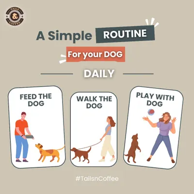 A simple daily routine is key to a happy dog. This graphic outlines the three essentials: feeding them nutritious meals, taking them for regular walks, and spending quality time playing with them.