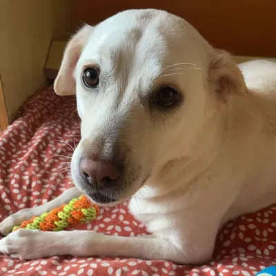 This is 5-year-old Thunder, an Indie dog we're working with on his reactivity to strangers. It's never too late to help a dog feel more comfortable and secure in the world.