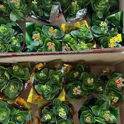 These little Kalanchoe plants are wrapped and ready to be given as favors to chief guests at an event. We believe a living plant is a wonderful way to make guests feel happy and appreciated.