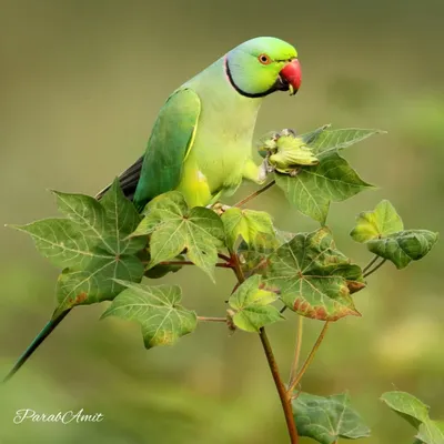 The Rose-ringed Parakeet is a bird many of us have grown up with. For my 100th post, I chose this familiar friend, a symbol of the joy and color birds bring into our lives. It was happily eating cotton flowers.