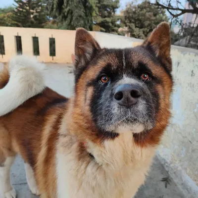 The magnificent Mr. Wolf. We are honored to be a trusted, safe space for guests like him who need their own boundaries and a quiet environment.