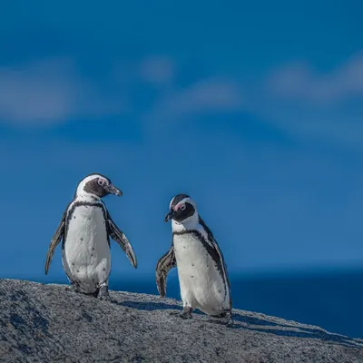 Capturing an out-of-the-box subject always brings joy. I flew to Cape Town to photograph these adorable African penguins. My 400mm lens gave me a beautifully blurred background, isolating the subjects perfectly against the blue ocean.