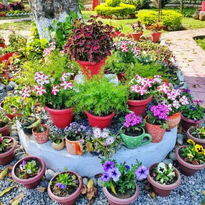 This is a perfect example of how I use container gardening to create a beautiful focal point. By arranging various potted flowers with different colors and heights, I can turn any corner into a small floral paradise.