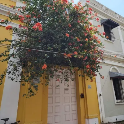 The charming yellow walls and bougainvillea-laden doorways of Pondicherry's French Quarter. Every street is a picture-perfect postcard.