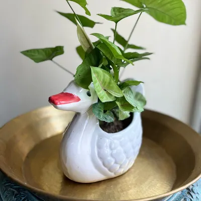 A plant is only as good as its pot. This quirky swan-shaped ceramic planter adds a playful and unique touch to a simple Syngonium plant.