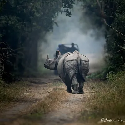 A Greater One-horned Rhino walking down a misty forest path in Dudhwa National Park. The safari jeep in the distance provides a sense of scale, showing just how massive and impressive these animals are.