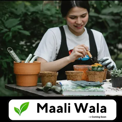 This image shows the careful work that goes into potting and arranging plants for a balcony or patio garden. I make sure every plant is perfectly placed to create a beautiful and thriving green corner.