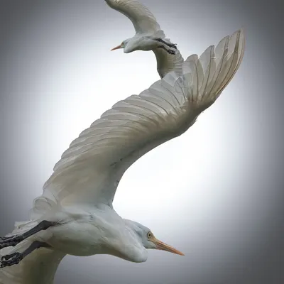 Two Cattle Egrets captured in a moment of synchronized flight. I used a high-key photography technique against a simple background to create an artistic, almost sculptural image that emphasizes their form and grace.