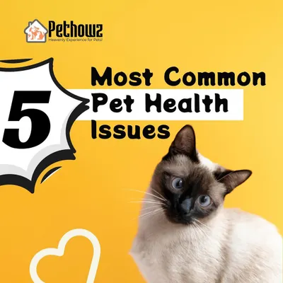 This guide introduces the five most common health issues that can affect pets. We believe in proactive care, and understanding these basics is key to keeping your companion healthy and happy.