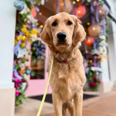 This is Florence, a sweet girl who needed better obedience to prepare for a new baby in the family. We worked on her leash reactivity and basic commands to help her owners manage her with confidence.