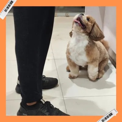 That look of pure adoration. This freshly groomed furball is looking up at his owner, happy and ready for some praise.