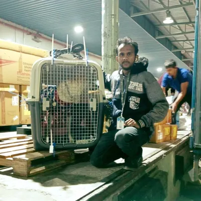 One of our dedicated team members at the cargo terminal, ensuring a pet's crate is secure and ready for loading. We oversee the process until your pet is safely on board.