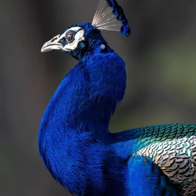 A stunning close-up portrait of an Indian Peafowl, showcasing the intense blue of its neck feathers and the intricate detail of its crest.