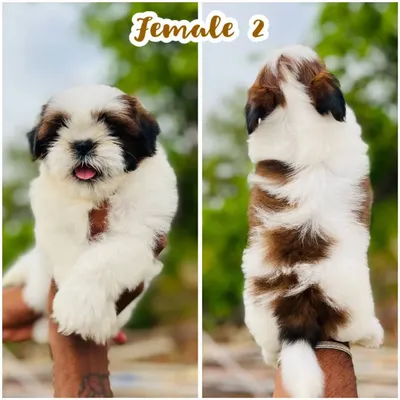 This female Shih Tzu puppy shows off her beautiful brown and white patched coat and sweet expression. She is a perfect example of the healthy, purebred companion dogs we raise.