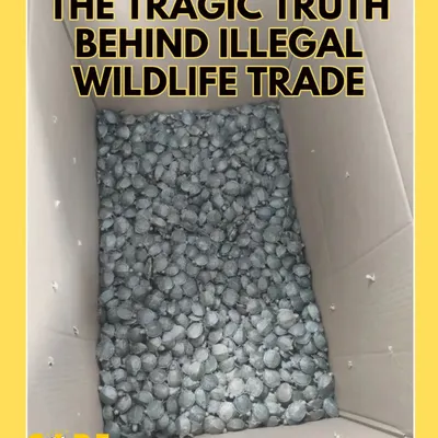 This image reveals the tragic truth behind the illegal wildlife trade. Thousands of turtles are crammed into boxes, treated like inanimate cargo. This is the cruel reality for animals sold as "exotic pets."