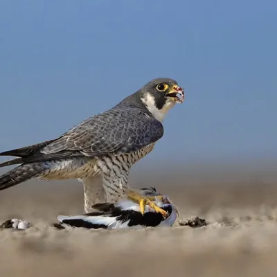 The Peregrine Falcon, the fastest animal on the planet, with its kill. Capturing this raw moment of predation is a testament to being in the right place at the right time.