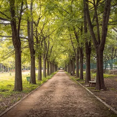 A simple walk in Cubbon Park can become a great lesson in composition. This path, lined with trees, creates a natural frame and strong leading lines, guiding you into the photo. Learning to see these opportunities is a key part of my hands-on photography lessons.