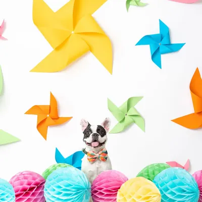 This happy French Bulldog is perfectly framed by a colorful explosion of pinwheels and paper honeycombs. This was one of my favorite studio setups.