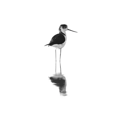 A Black-Winged Stilt in the Chandu Wetlands, India. The bright, reflective water allowed me to overexpose the background, creating a clean, minimalist high-key image that emphasizes the bird's impossibly long legs and its reflection.