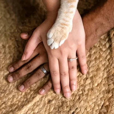 A symbolic and beautiful shot for an engagement announcement. The couple's hands are joined with their cat Toffee's paw placed gently on top, showing their unity as a family.