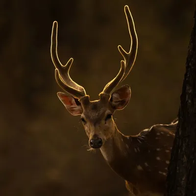 A spotted deer stag with antlers in velvet, beautifully rim-lit by the morning sun. This image, taken on New Year's Day, feels full of hope and new beginnings.